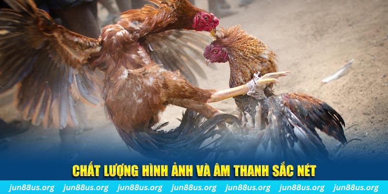 king 88 gà chọi tiêu phong