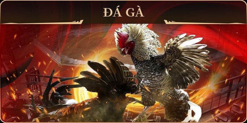 king 88 đá gà trực tiếp campuchia
